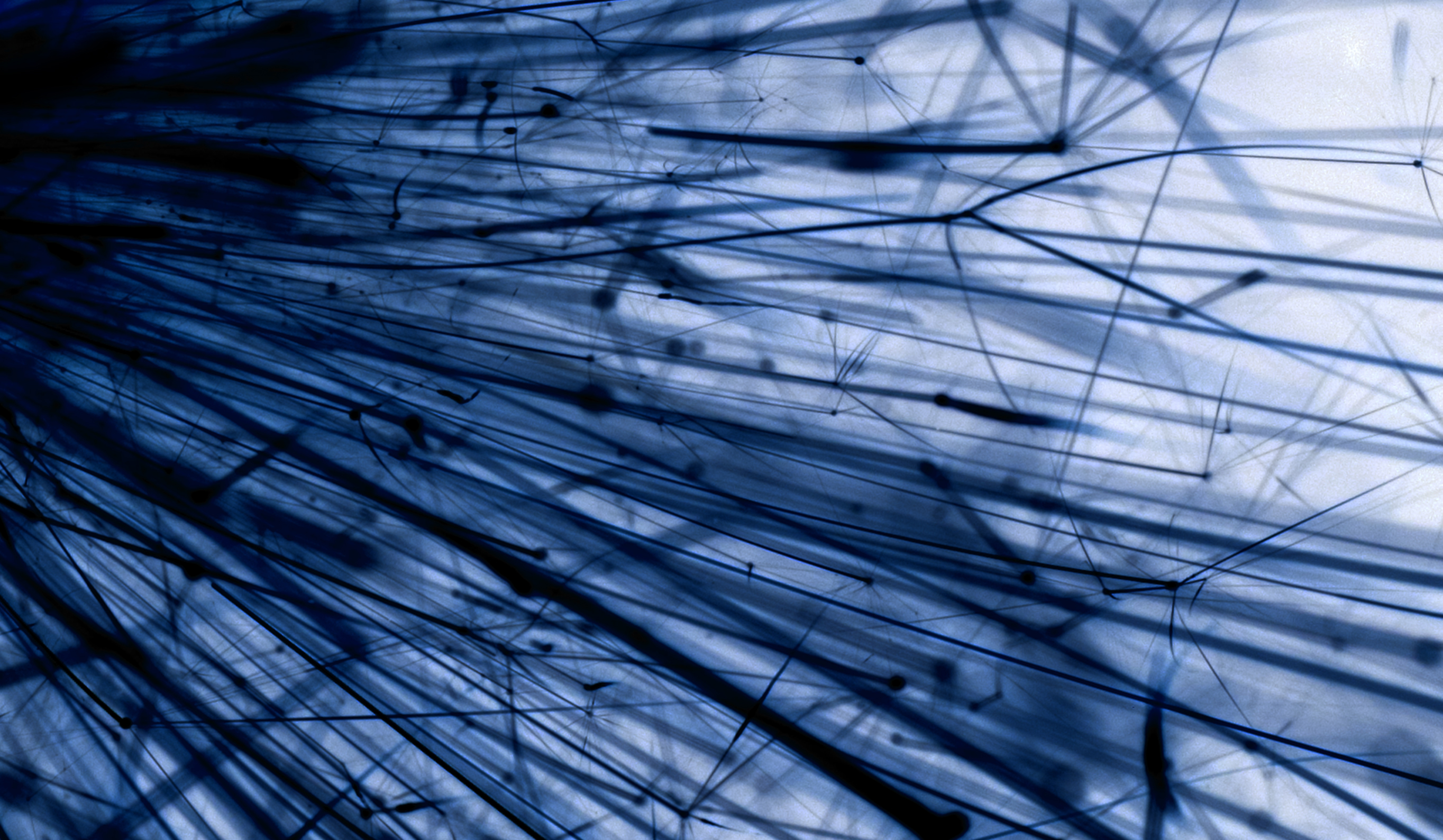 Image of a close up of a dandelion in hues of blue