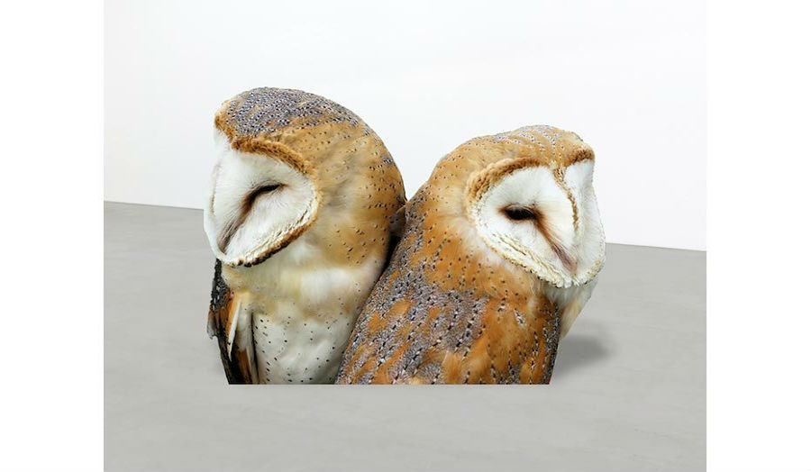 Two owls, back-to-back