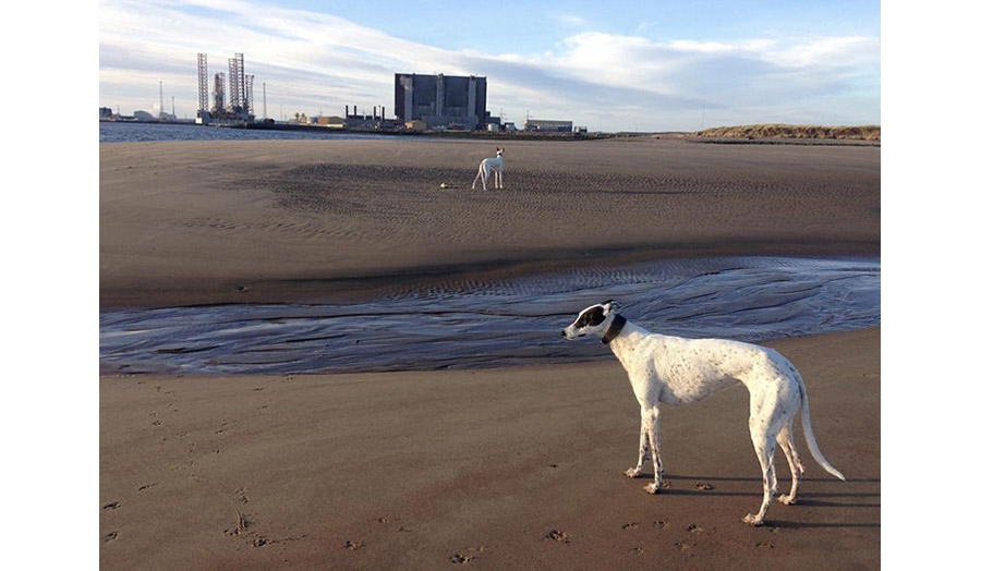 A sandy beach with two dogs standing far from each other and the view of the industrial factory in the background