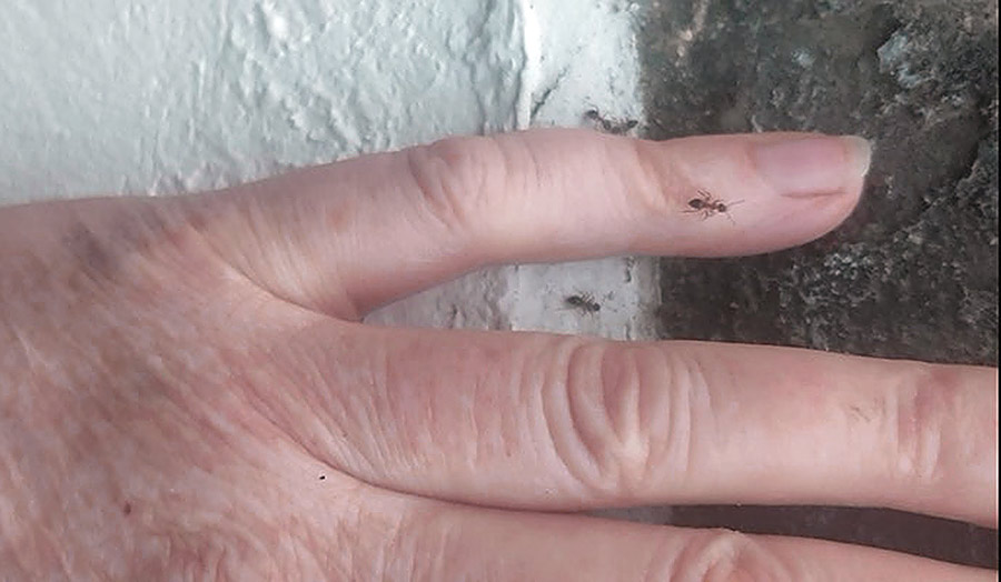Some ants on top of a resting hand