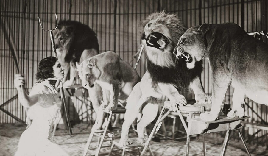 1940s black and white film still of female lion-tamer and four snarling lions