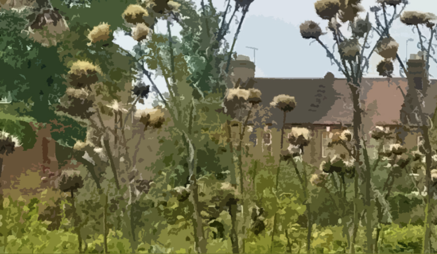 Blurred image of wild flowers with buildings behind