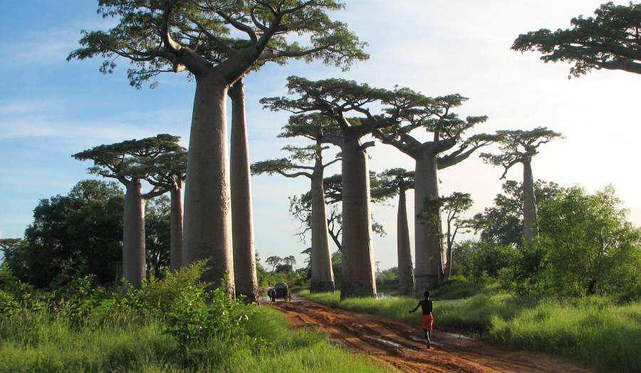 A boy runs towards a baobab tree