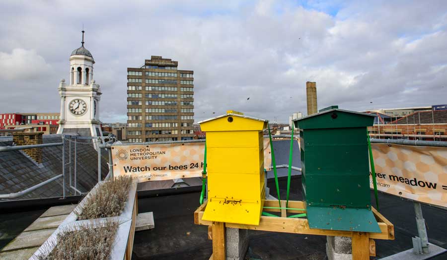 The bee hives on the roof at London Met's Holloway campus