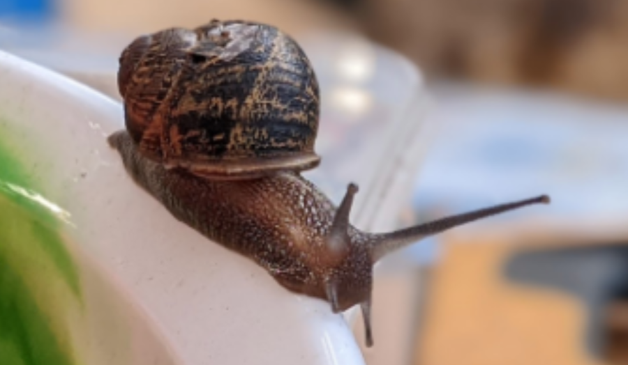 A garden snail on a plastic bowl