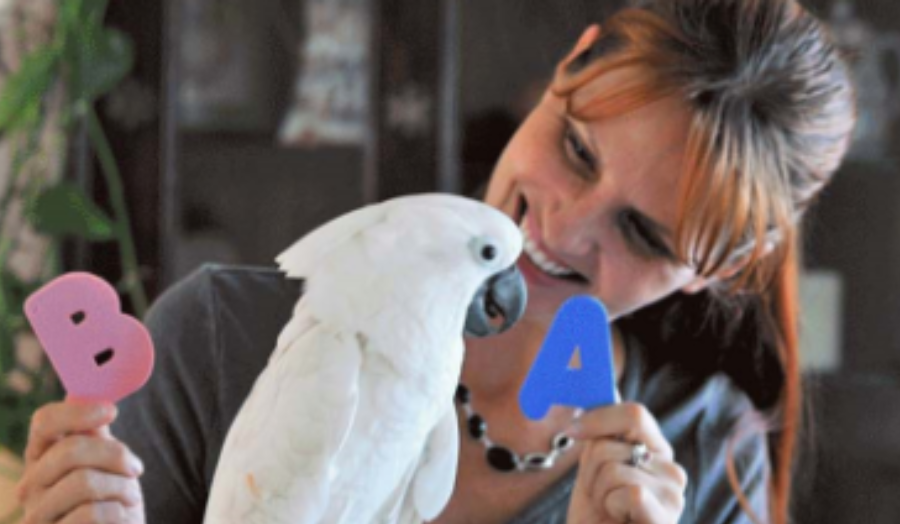 Jen Cunha is showing some letters of the alphabet to her cockatoo