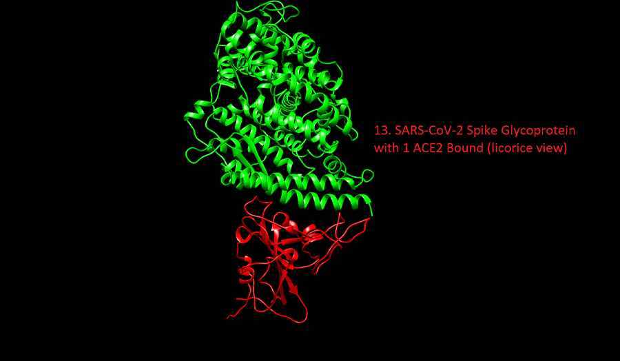 Visualisation of SARS- CoV
