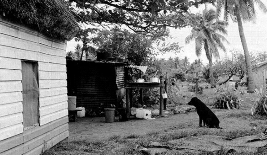 Lisa Rigolli Black Dog (two) 2011