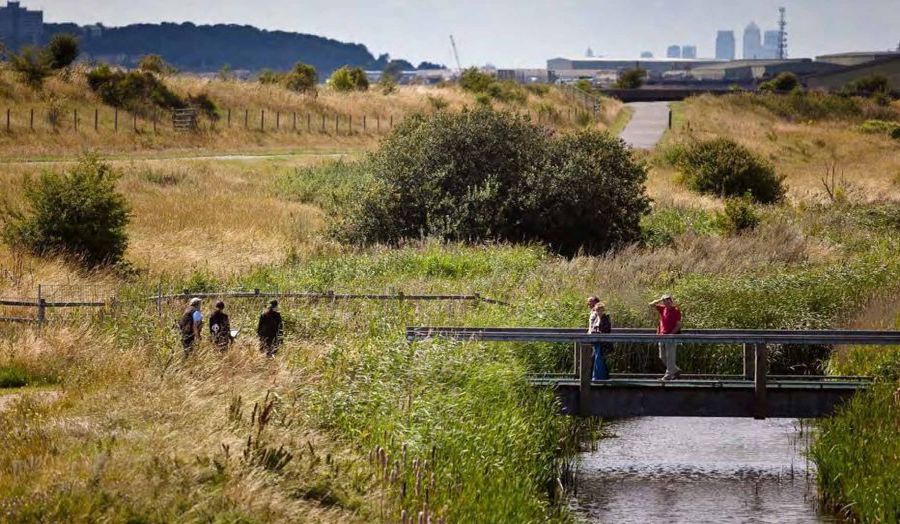 Rainham Marshes