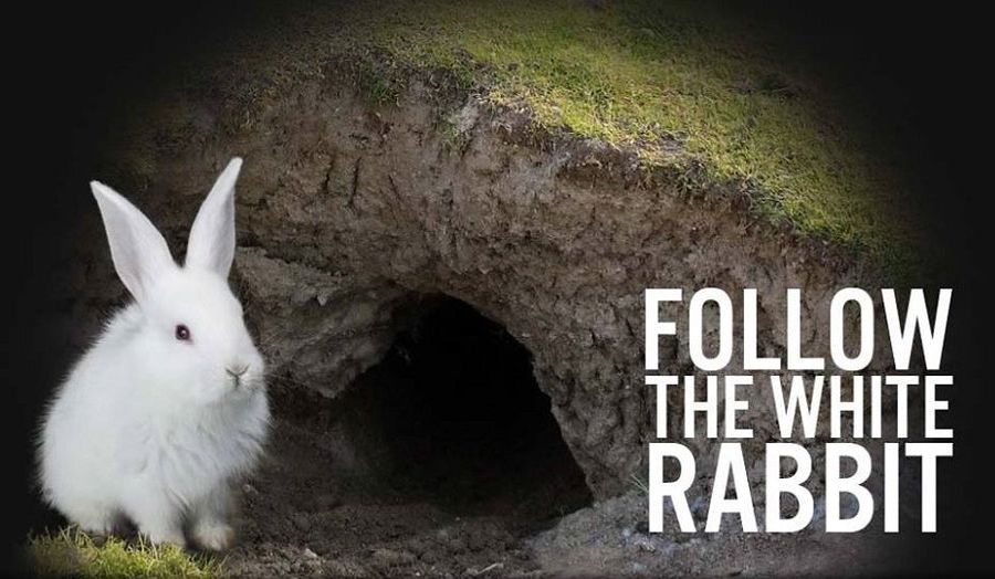 Easter bunny follow the white rabbit