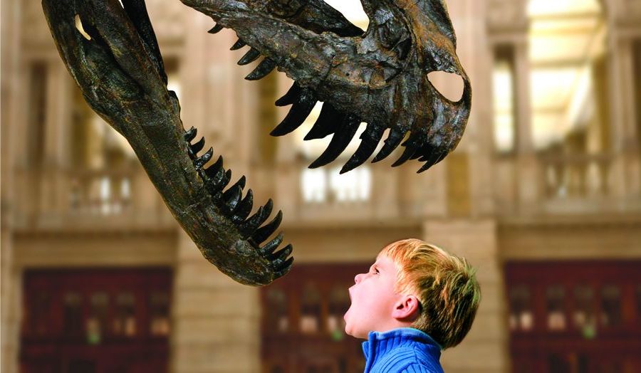 Boy in front of dinosaur exhibit