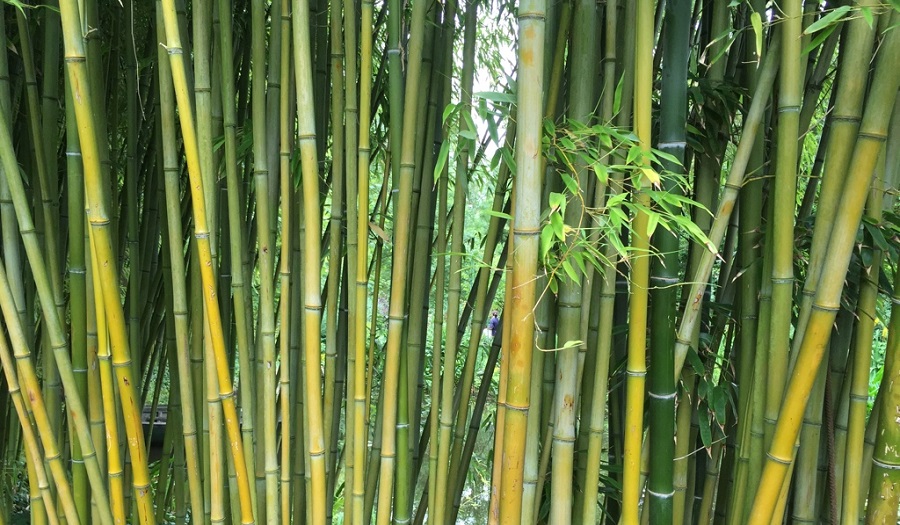 Image of bamboo