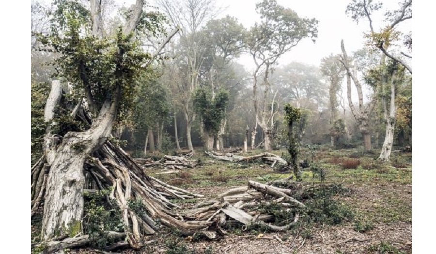 tree image by nick haeffner from epping forest series