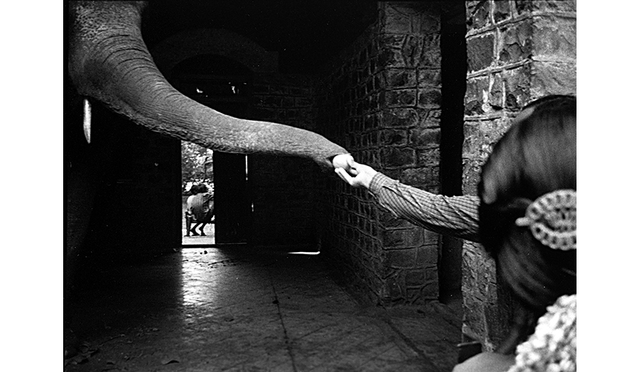 Arm feeding an elephant