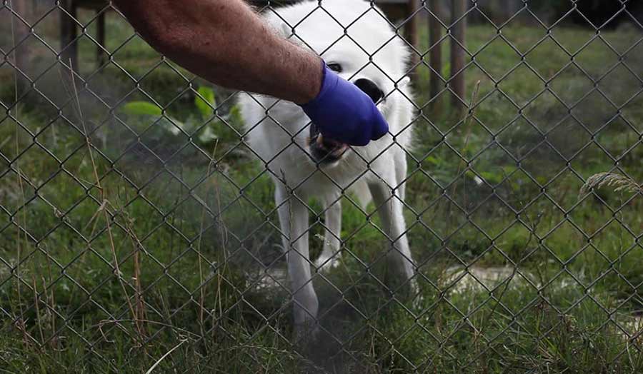 Hand feeding a caged dog