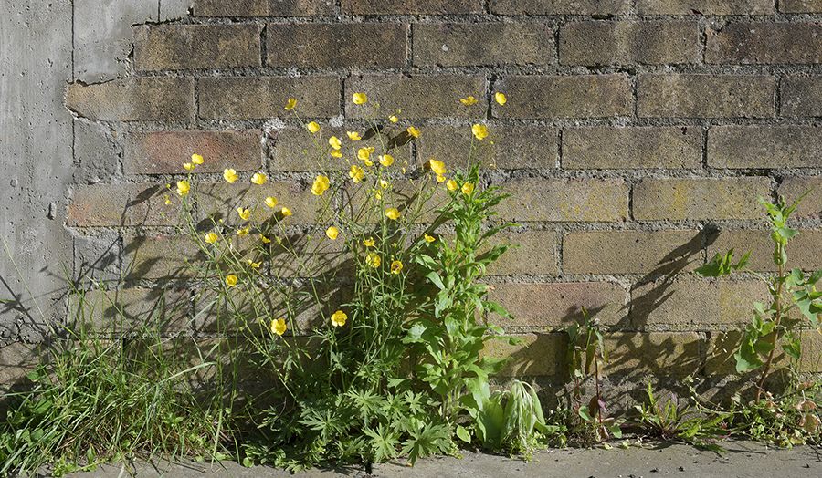 brick wall with weeds and yellow flowers growing at base