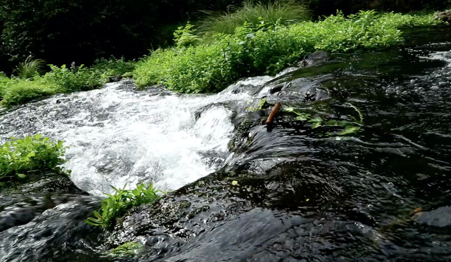 Image of a river, rocks, plants