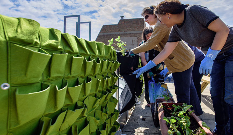 Female participants of Green Week planting plants.