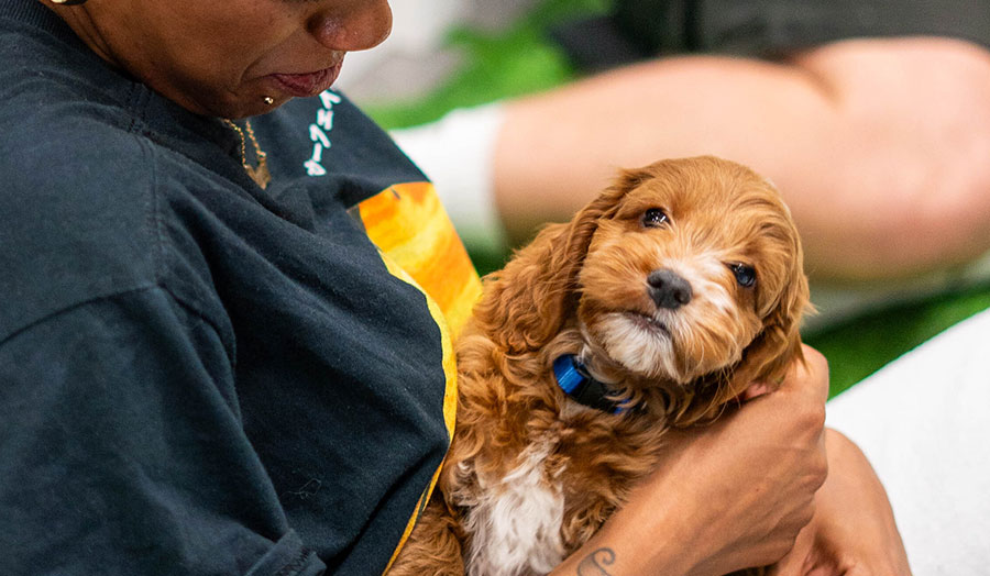 A puppy being held by a London Met student