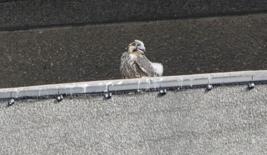 Baby peregrine on London Met's Tower Building