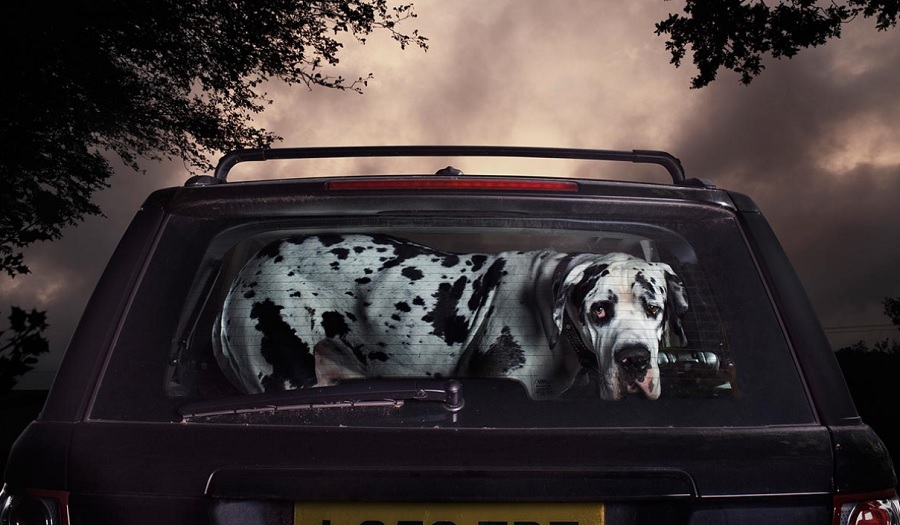 Image: Alfie , from the Silence of Dogs in Cars series by Martin Usborne
