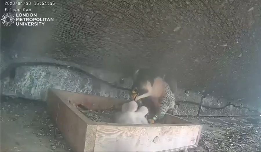 A falcon feeding its chicks