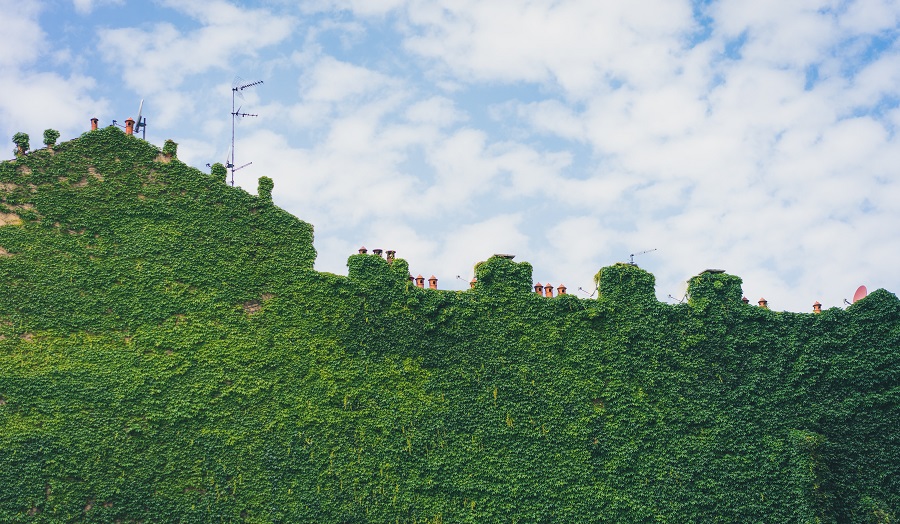 ivy covering a house