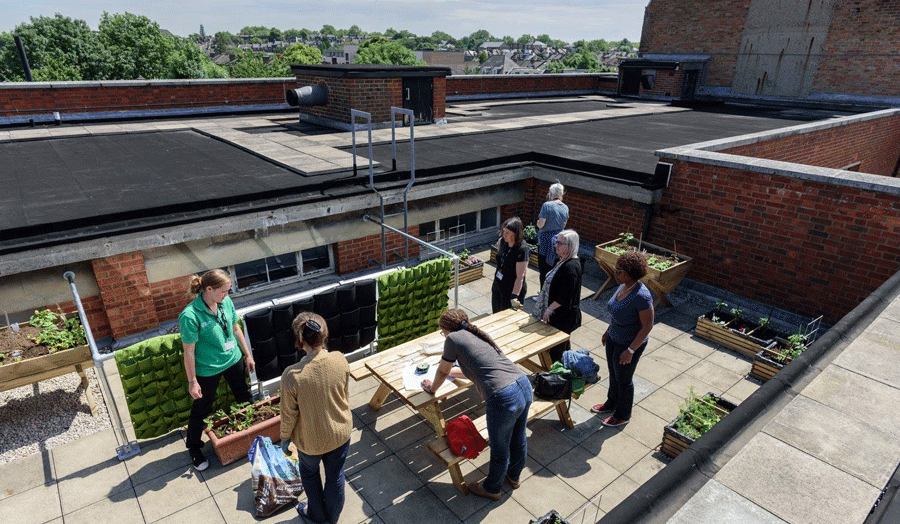 Gardens on an urban rooftop