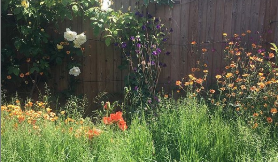 wild grass and flowers in a garden