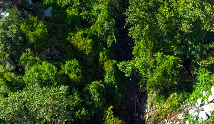 bird's eye view of forest
