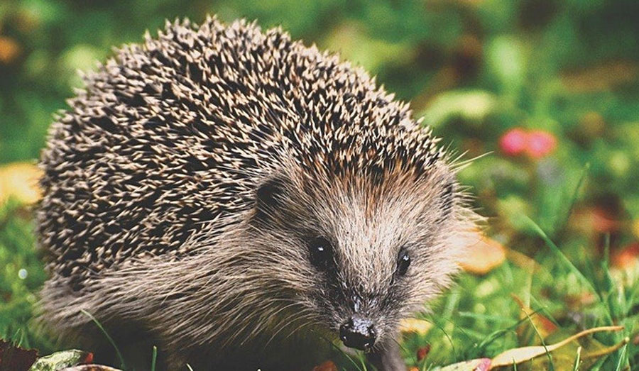 hedgehog