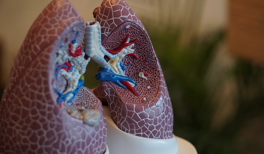 model of lungs