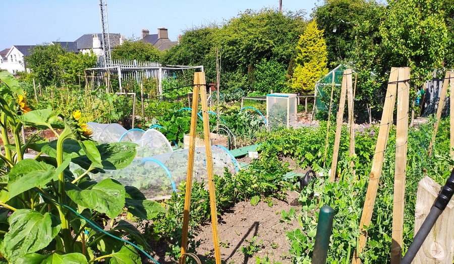 Allotment with flowers and plants