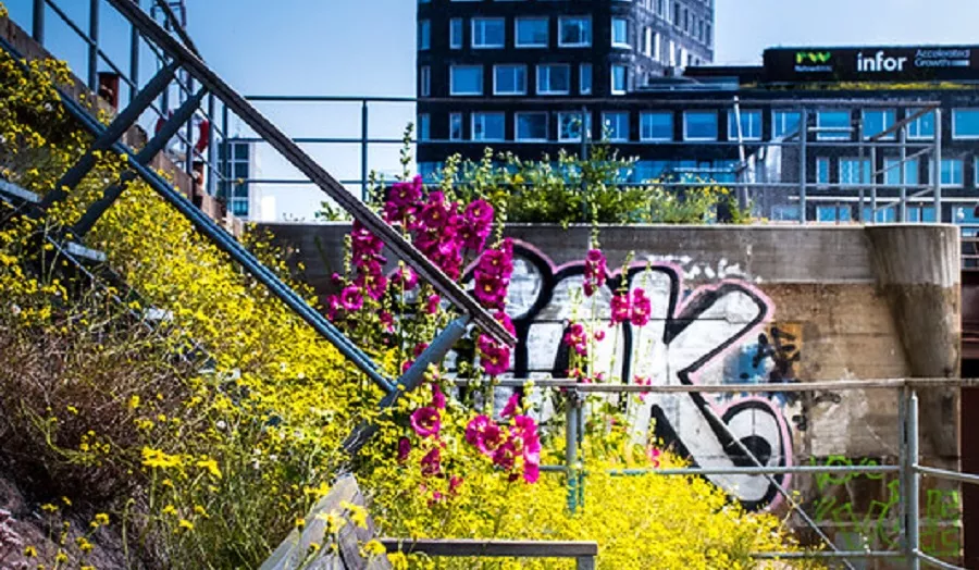 An urban environment with graffiti and overgrown weeds