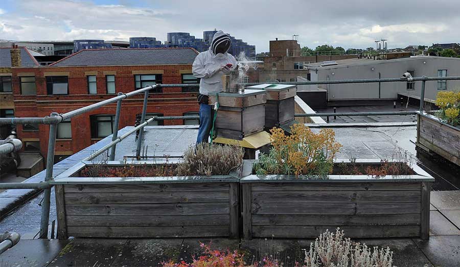 A beekeeper on a rooftop attending to hives