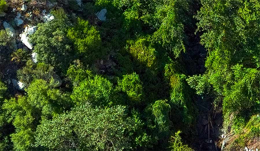 Aerial view of a forest