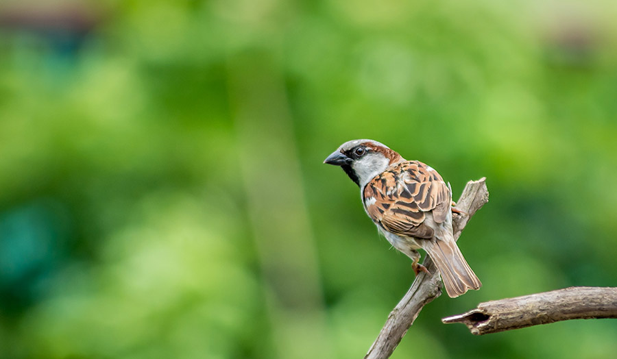 Bird on a branch