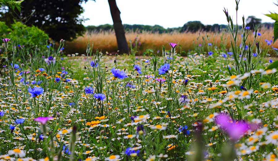 A field of wildflowers in bloom