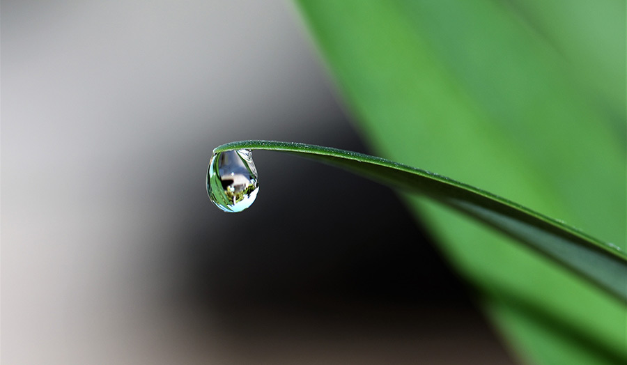 Drop of water on a blade of grass