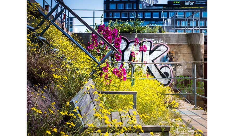 greenery with the urban landscape in the background