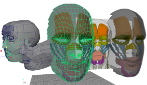 3D models of human faces with underlying muscle structure