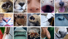 Fifteen different noses from different species