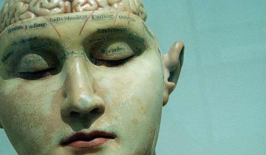 A labelled model of a human head and brain