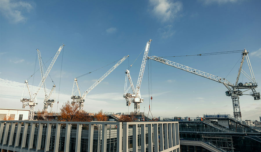White cranes and a blue sky