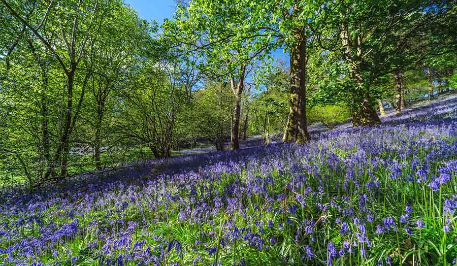 Bluebells in the Lake District